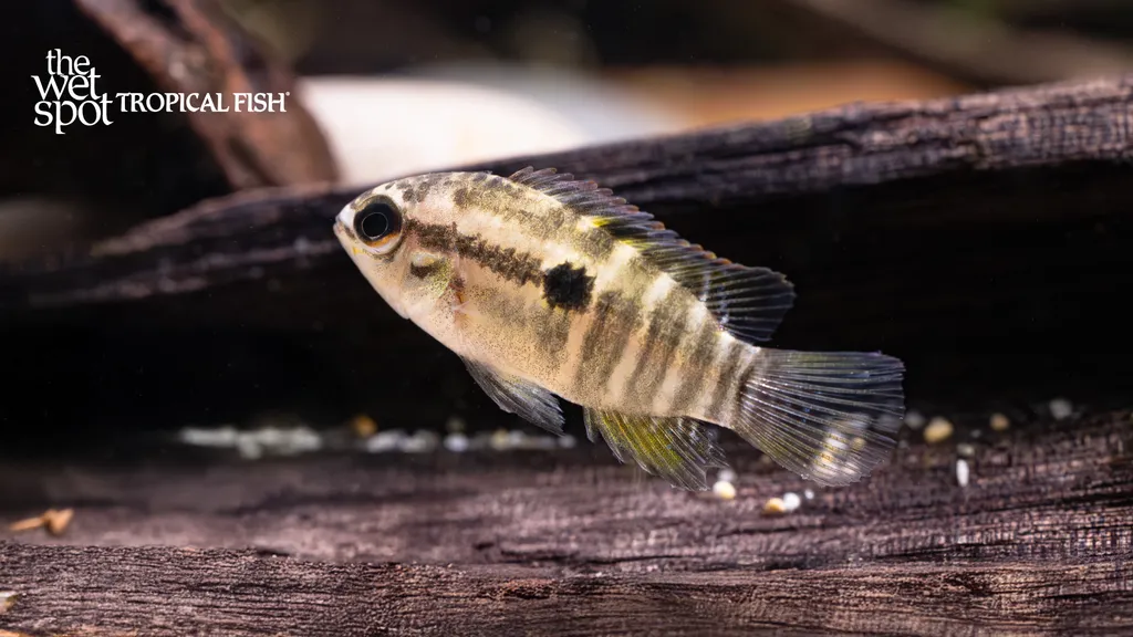 Redbreast acara (Laetacara dorsigera)