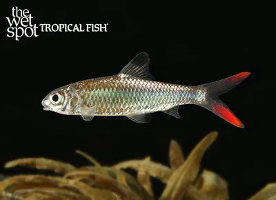 Redcheek barb (Discherodontus ashmeadi)