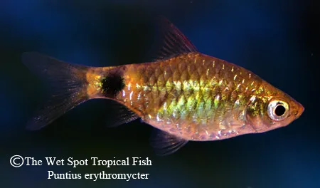 Redlip barb (Pethia erythromycter)