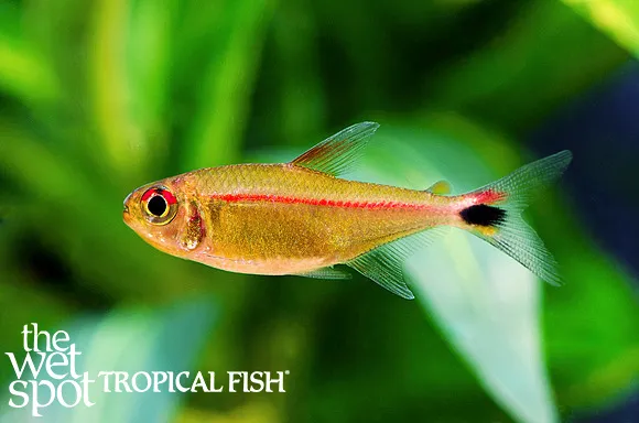 Redstripe hemigrammus (Hemigrammus rubrostriatus)