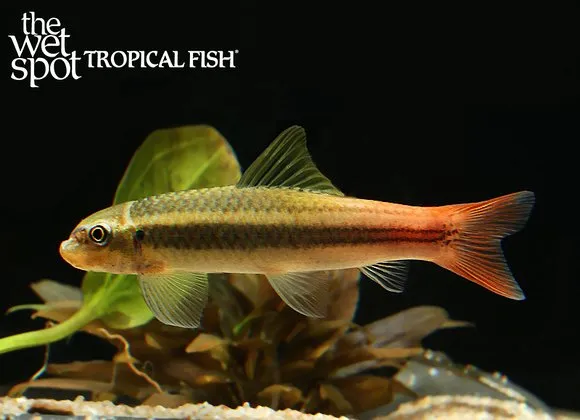 Redtail garra (Garra panitvongi)