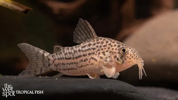 Reynolds's cory (Hoplisoma reynoldsi)