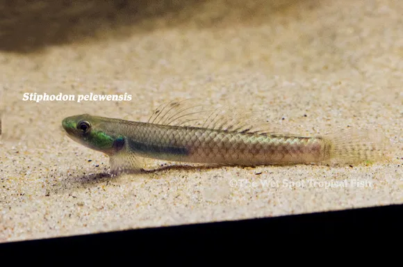 Riffle goby (Stiphodon pelewensis)