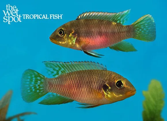 Rio Muni benitochromis (Benitochromis riomuniensis)