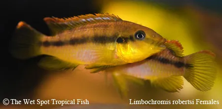 Roberts' limbochromis (Limbochromis robertsi)