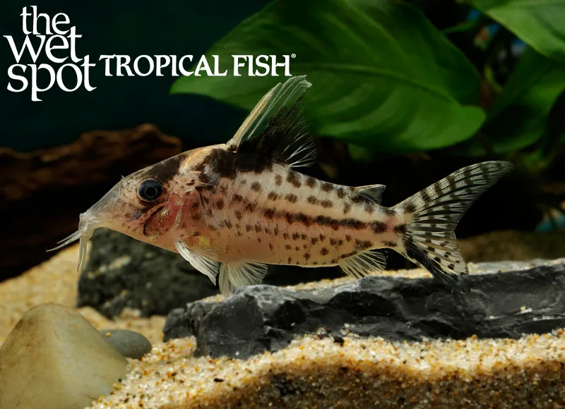 Robust cory (Brochis robusta)