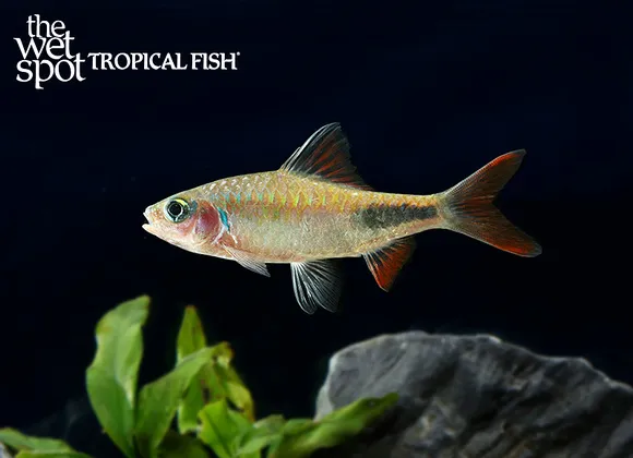 Rohan's barb (Dawkinsia rohani)