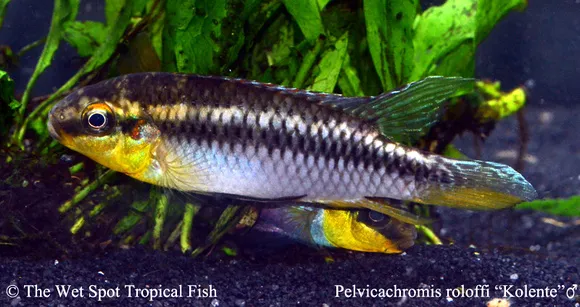 Roloff's krib (Pelvicachromis roloffi)