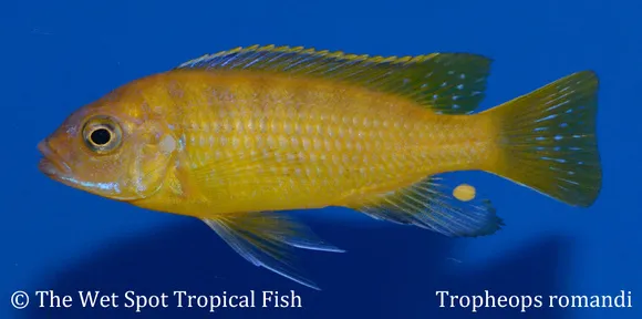 Romand's tropheops (Tropheops romandi)
