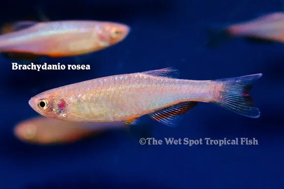 Rose danio (Danio roseus)
