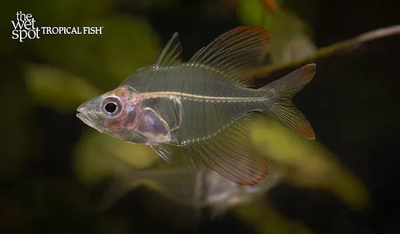 Rose flame glassfish (Gymnochanda verae)