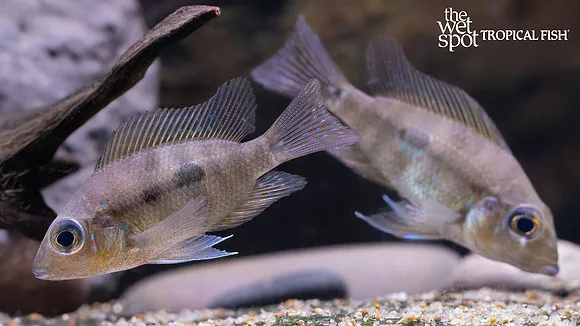 Rostratus sifter cichlid (Cribroheros rostratus)