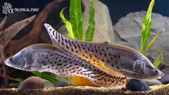 Royal knifefish (Chitala blanci)