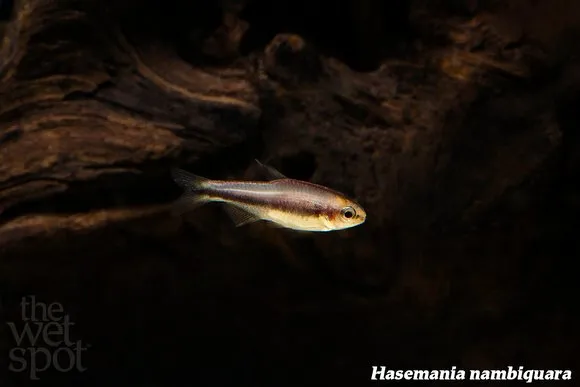 Nambiquara royal tetra (Inpaichthys nambiquara)