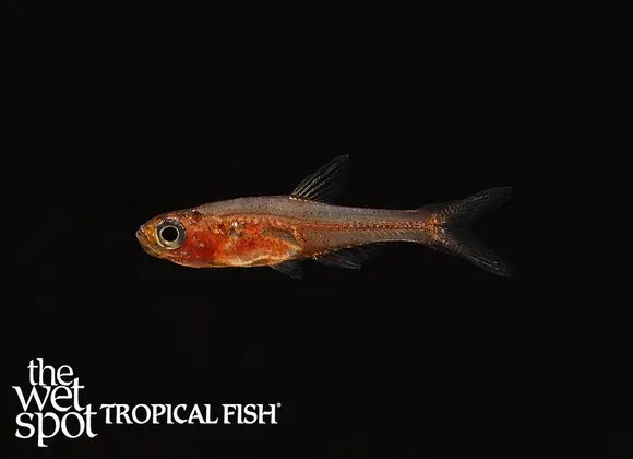 Ruby sundadanio (Sundadanio rubellus)