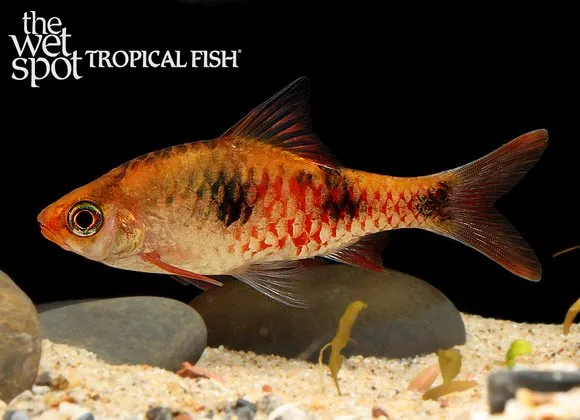 Ruby-tinted barb (Dawkinsia rubrotincta)