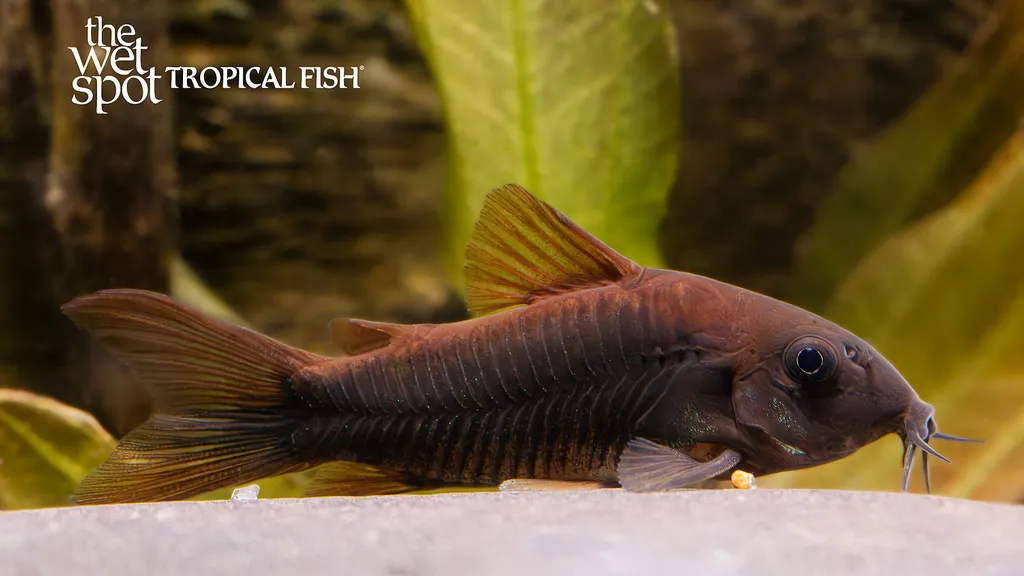 Rust cory (Osteogaster rabauti)