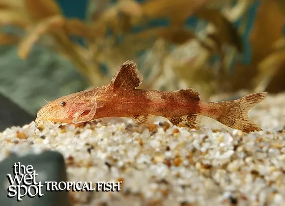 Rusty moth catfish (Pseudolaguvia muricata)