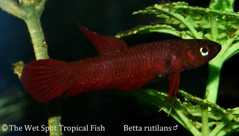Redcheek betta (Betta rutilans)
