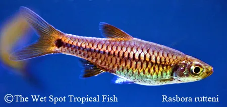 Rutten's rasbora (Rasbora rutteni)