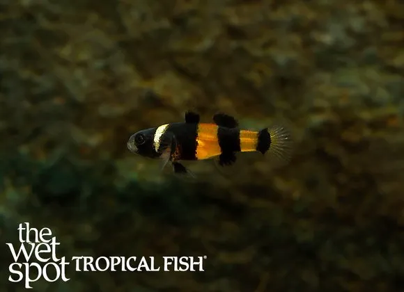 Sabanus bumblebee goby (Brachygobius sabanus)