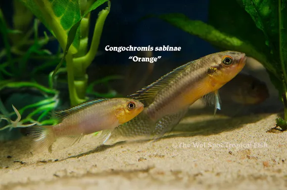 Sabina's dwarf cichlid (Congochromis sabinae)