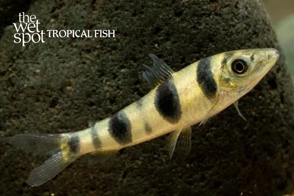 Saddlespot leporinus (Leporinus maculatus)