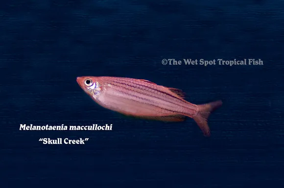 Sahul rainbowfish (Melanotaenia sahulensis)