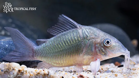 Sailfin cory (Scleromystax macropterus)