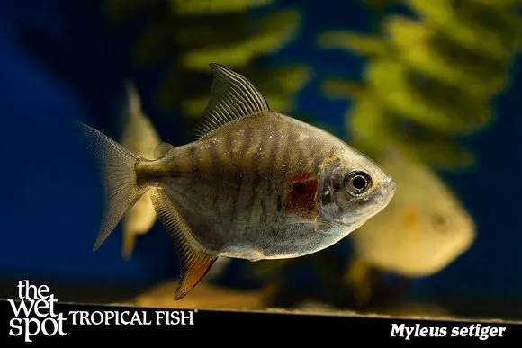 Sailfin red hook (Myleus setiger)