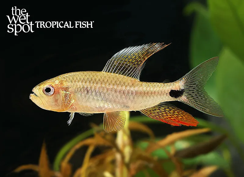 Sailfin tetra (Crenuchus spilurus)