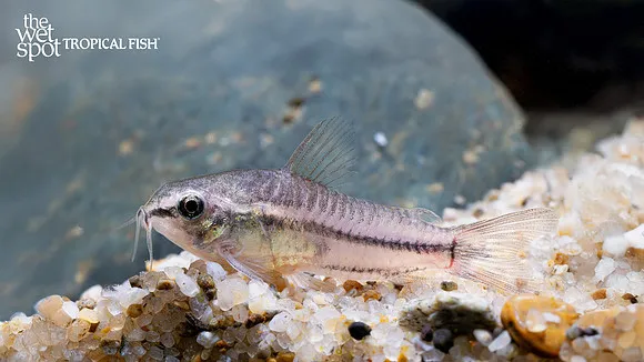 Sands cory (Hoplisoma davidsandsi)