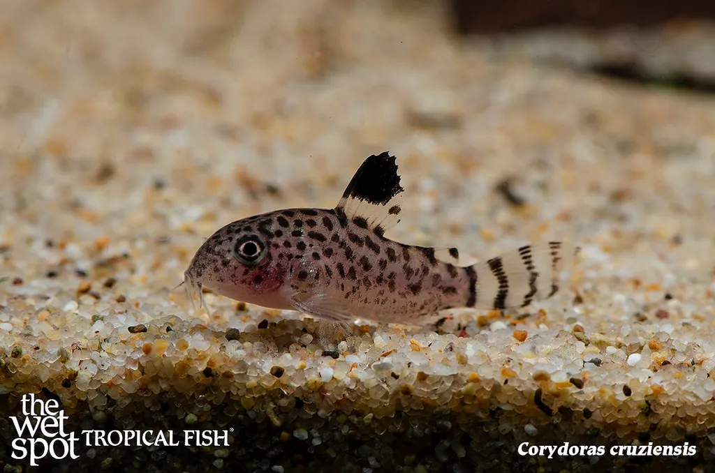Santa Cruz cory (Hoplisoma cruziense)