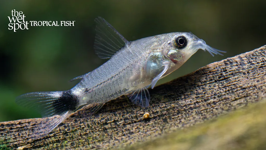 Sarare cory (Corydoras sarareensis)