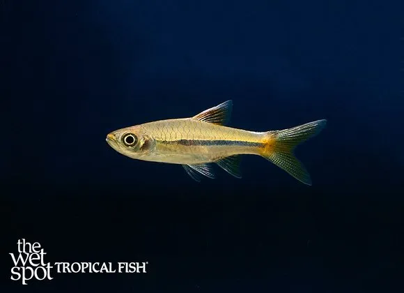 Sarawak rasbora (Rasbora sarawakensis)