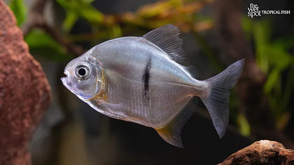 Sauron silver dollar (Myloplus sauron)