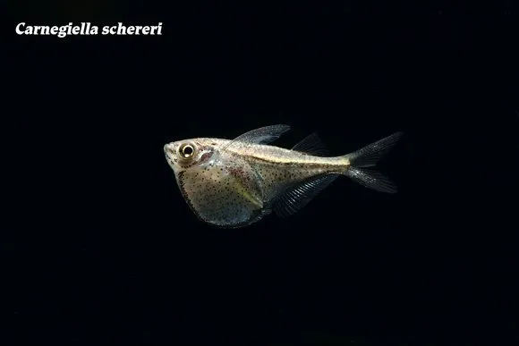 Scherer's hatchetfish (Carnegiella schereri)