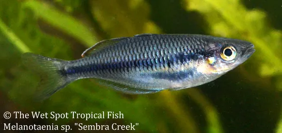 Sembra rainbowfish (Melanotaenia sembrae)