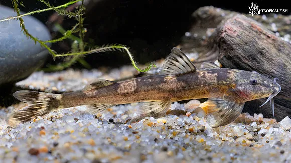 Senegal kuhli cat (Amphilius rheophilus)