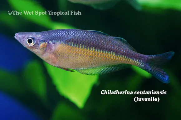 Sentani rainbowfish (Chilatherina sentaniensis)