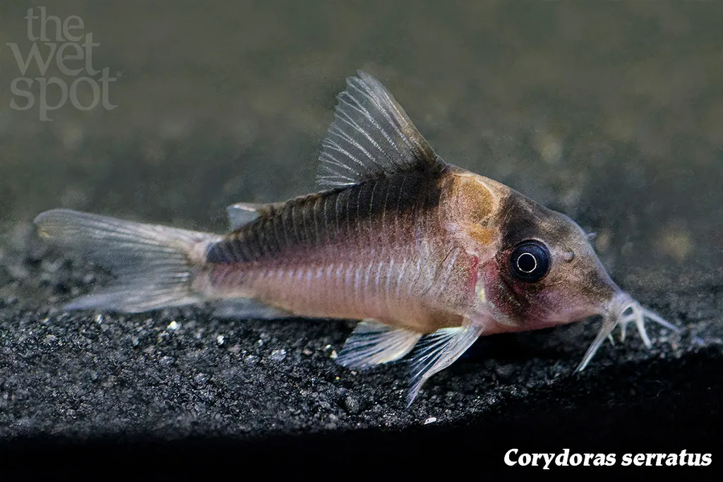 Serratus cory (Corydoras serratus)