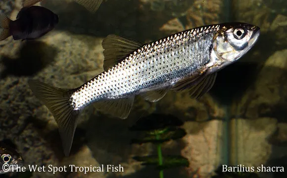 Shacra baril (Opsarius shacra)
