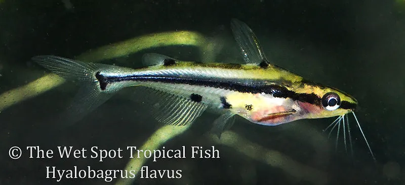 Shadow catfish (Hyalobagrus flavus)