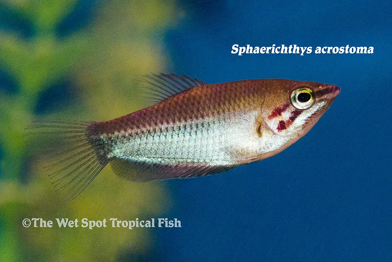 Sharpnose chocolate gourami (Sphaerichthys acrostoma)