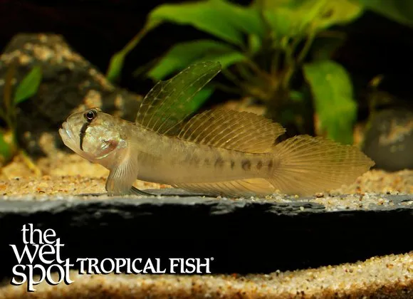 Sharptail goby (Oligolepis acutipennis)
