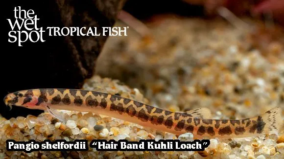 Shelford's kuhli loach (Pangio shelfordii)
