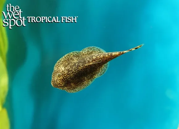 Showy hillstream loach (Sewellia speciosa)