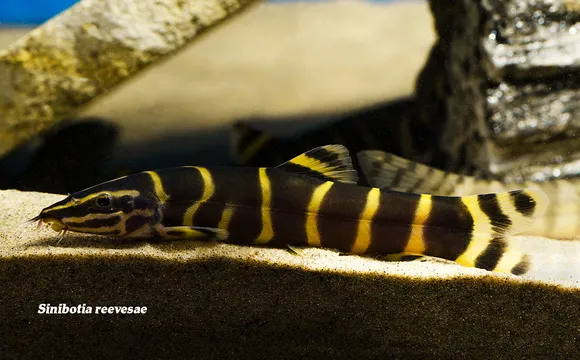 Sichuan golden loach (Sinibotia reevesae)