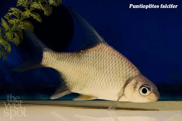 Sickle-fin barb (Puntioplites falcifer)