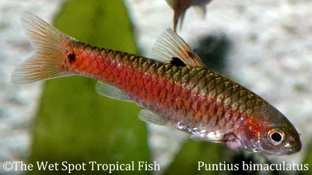 Java spotted barb (Puntius bimaculatus)